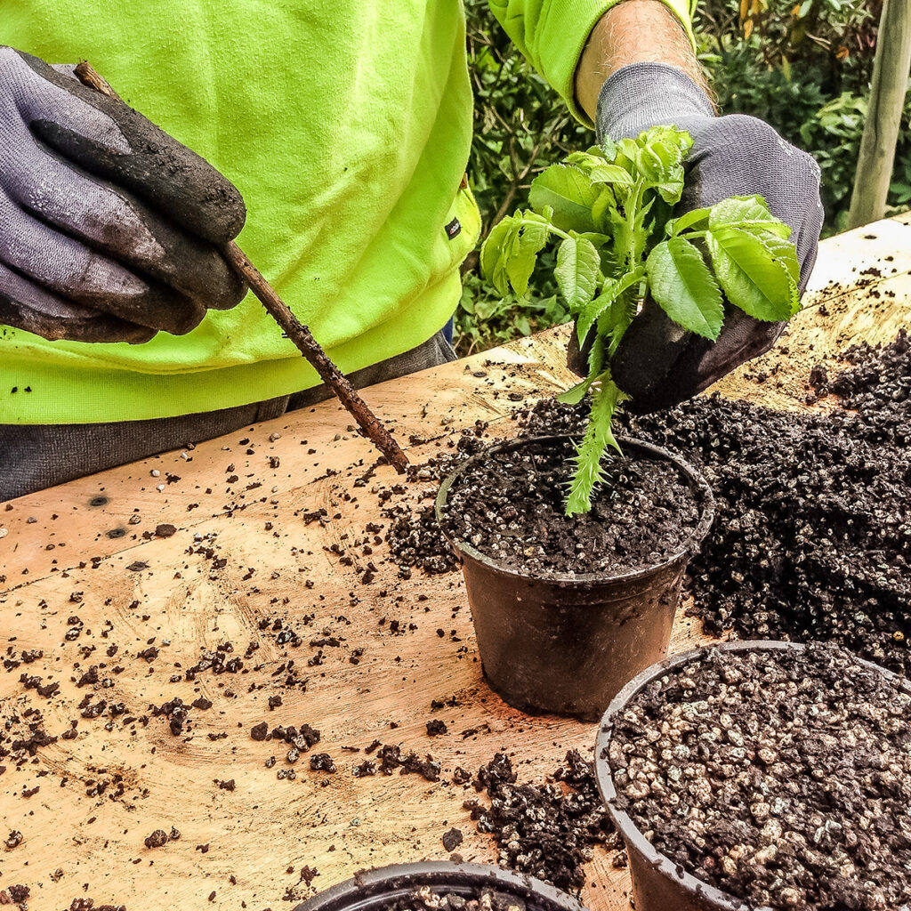 Comment Savoir Si Une Bouture De Rosier A Pris