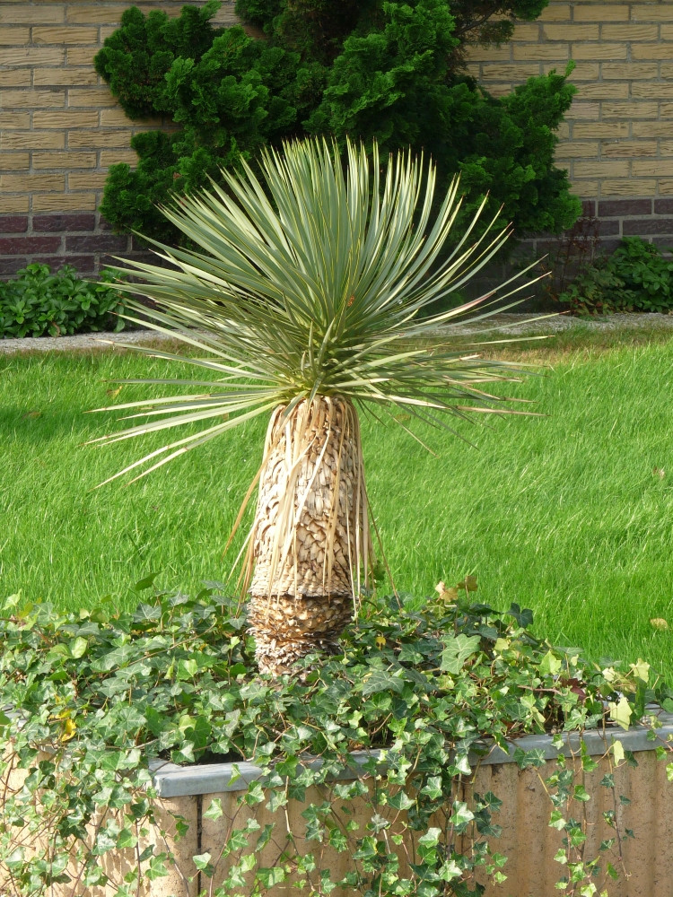 yucca