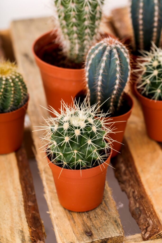 pot cactus