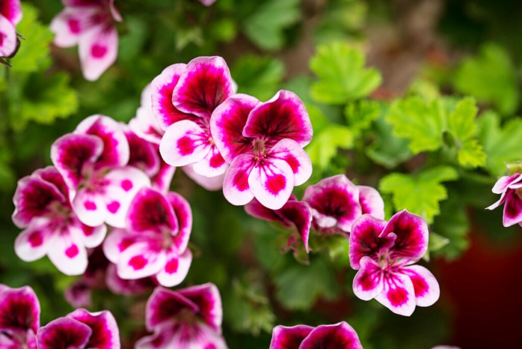 geranium jardin