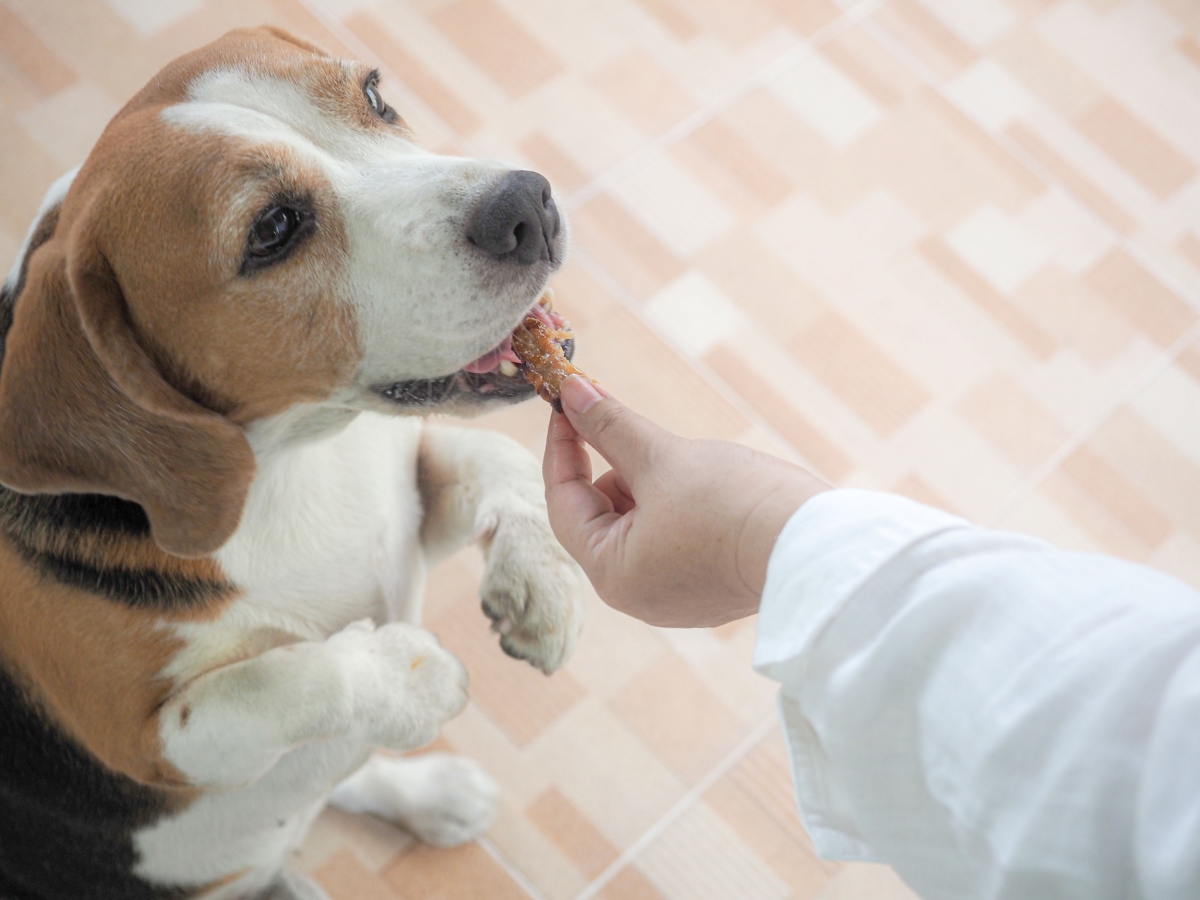Les Compagnons des saisons 5 techniques pour occuper son chien pendant une absence