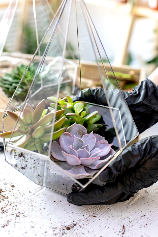 Les Compagnons des saisons Comment entretenir son terrarium