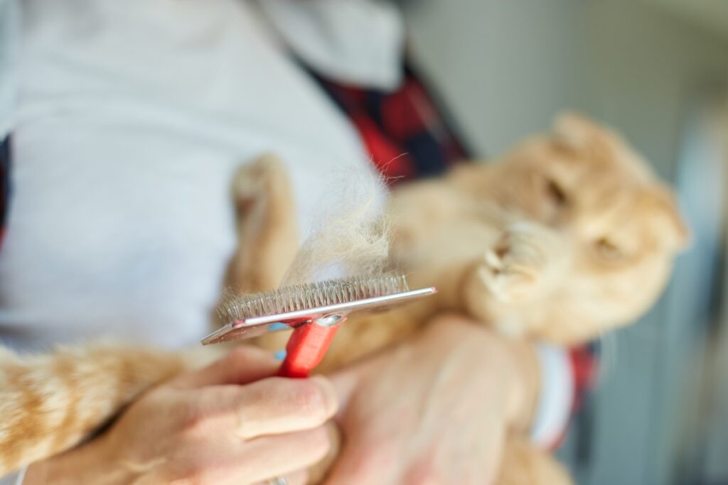brosse pour chat
