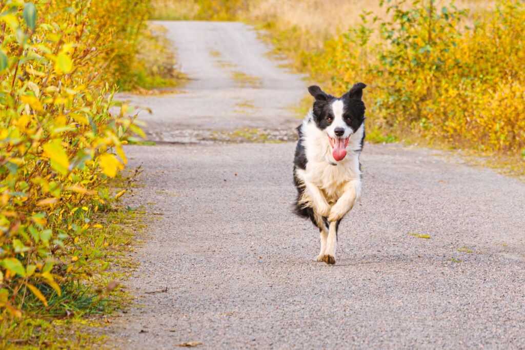 chien balade