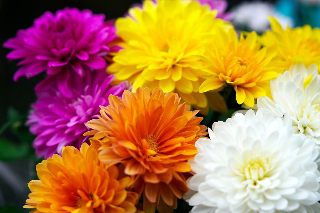 chrysantheme