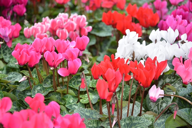 cyclamen