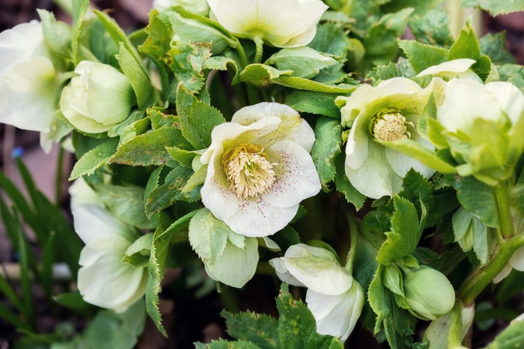 hellebore conseils d'entretien