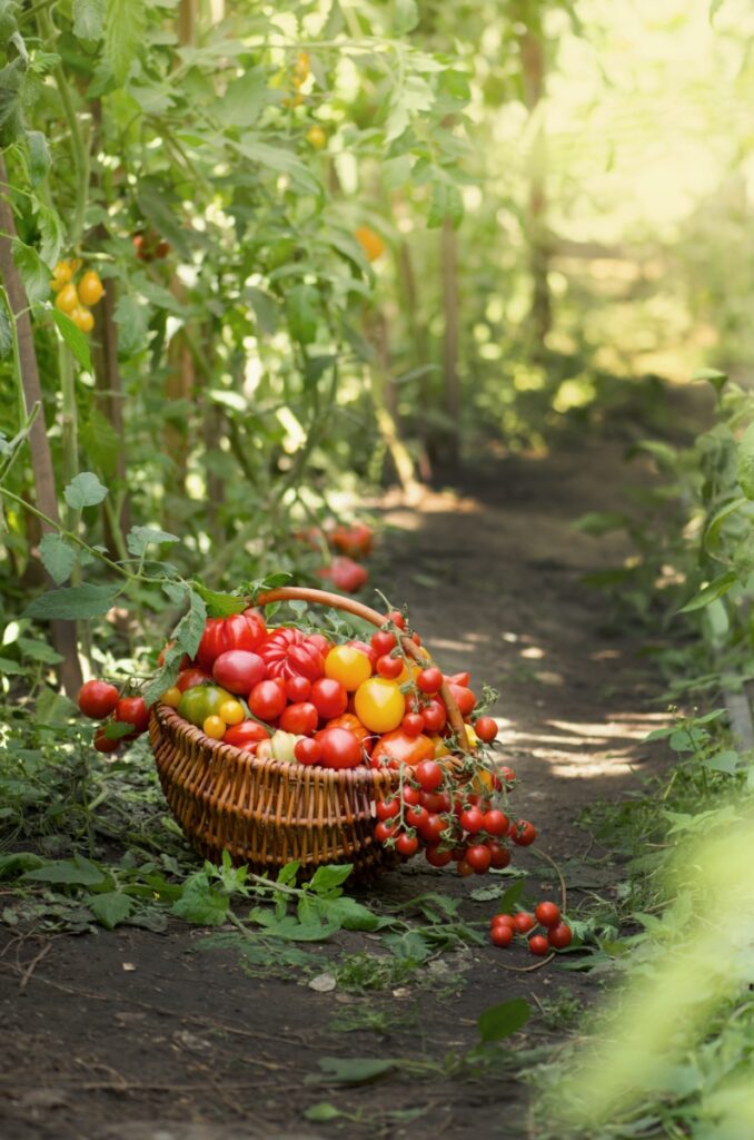 bien choisir ses tomates