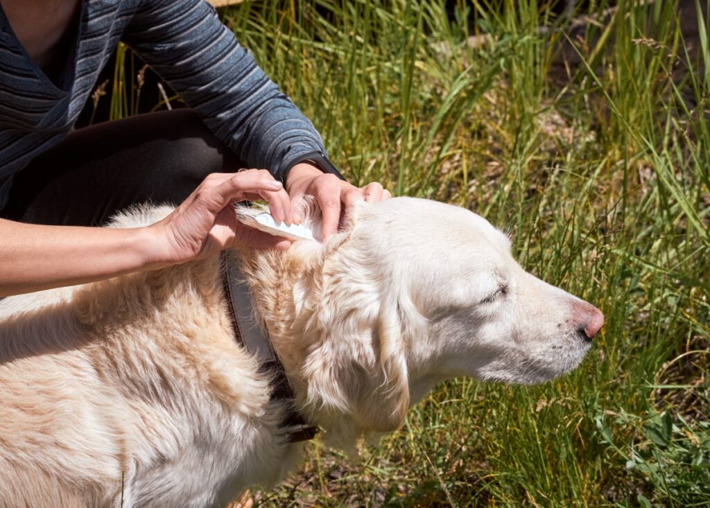 pipette puce chien