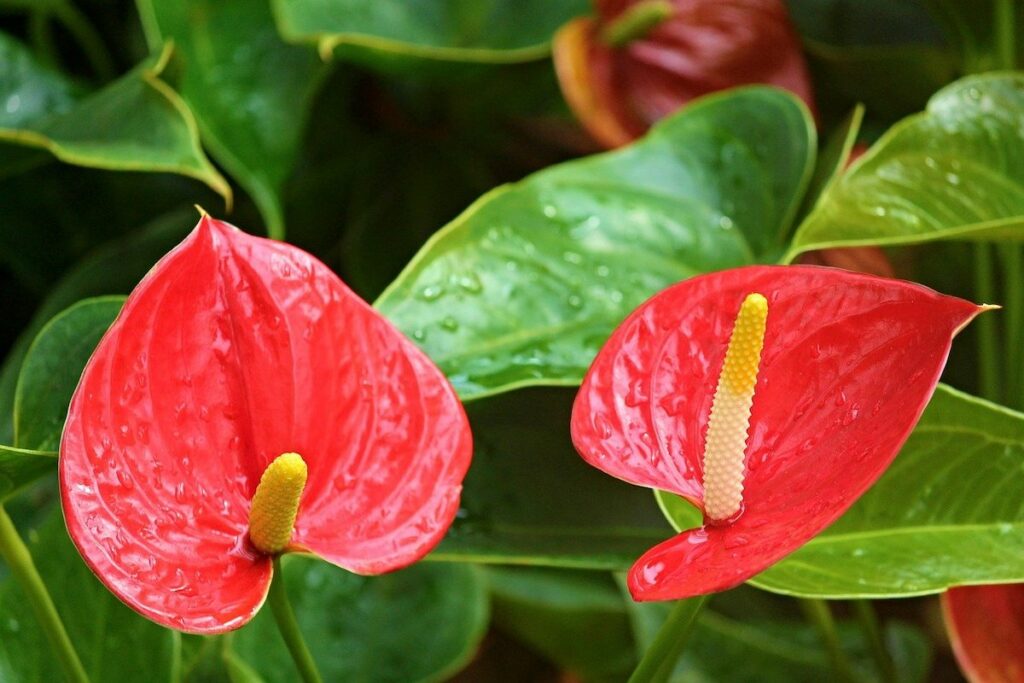 arum