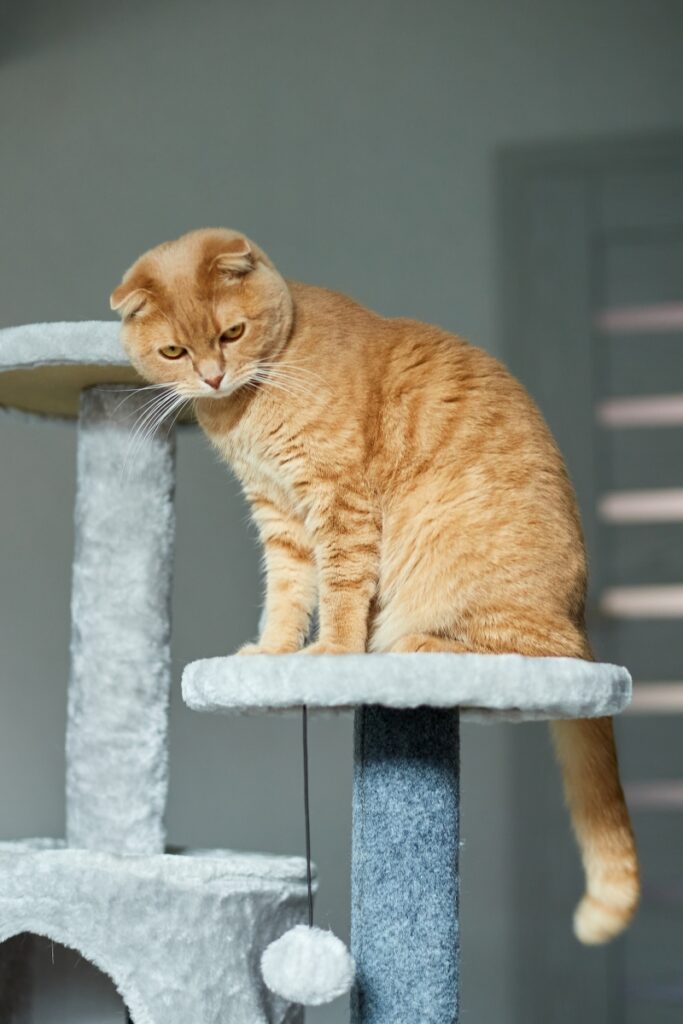 Les Compagnons Des Saisons Comment Rendre Son Chat Heureux En Appartement