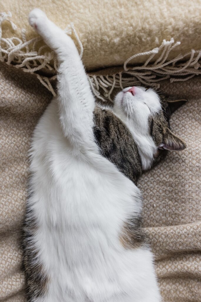 Les Compagnons Des Saisons Comment Rendre Son Chat Heureux En Appartement