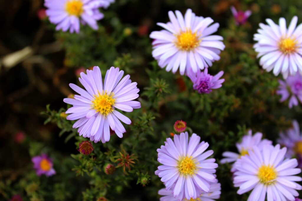 aster