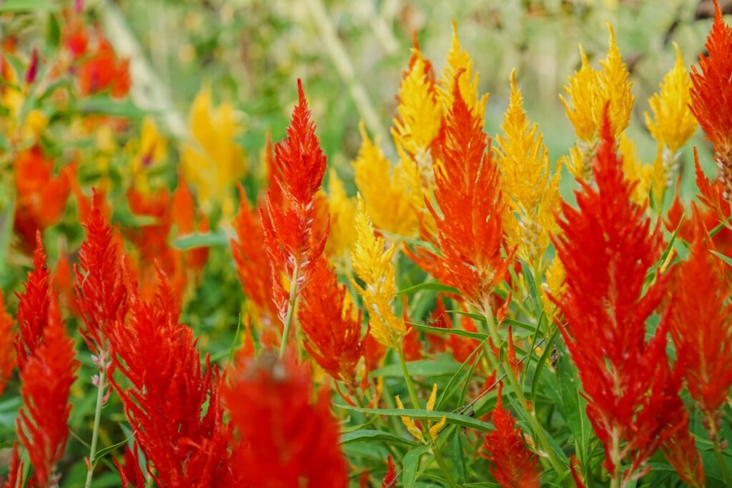 celosia jardiniere automne