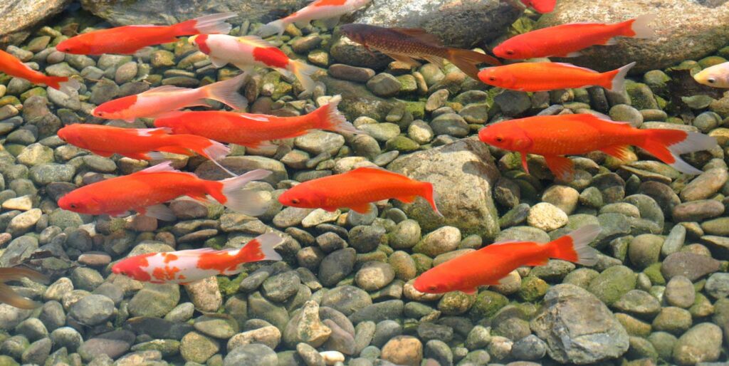 Les Compagnons des saisons 5 poissons pour un bassin d’extérieur