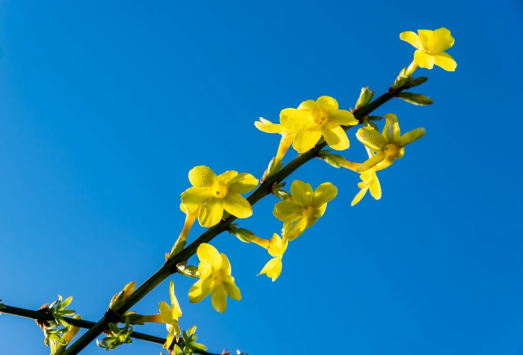 jasmin d'hiver