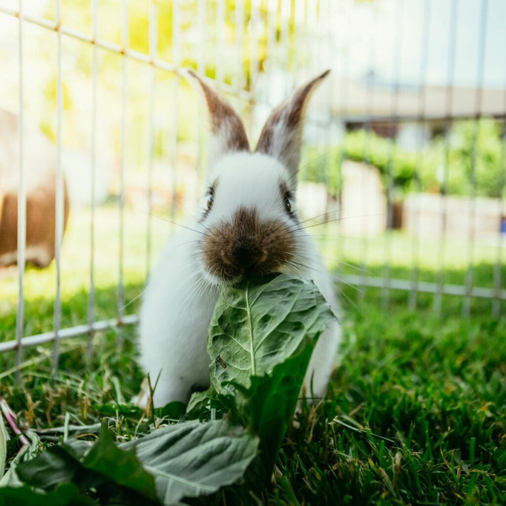 Comment bien choisir une cage à lapin ?