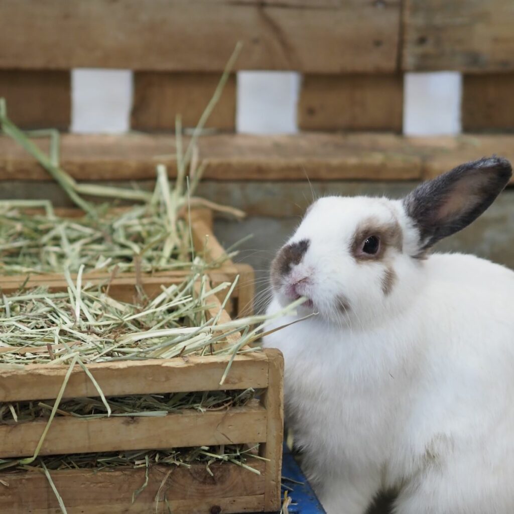 Bien nourrir son lapin - Bien Vivre Avec Son Lapin