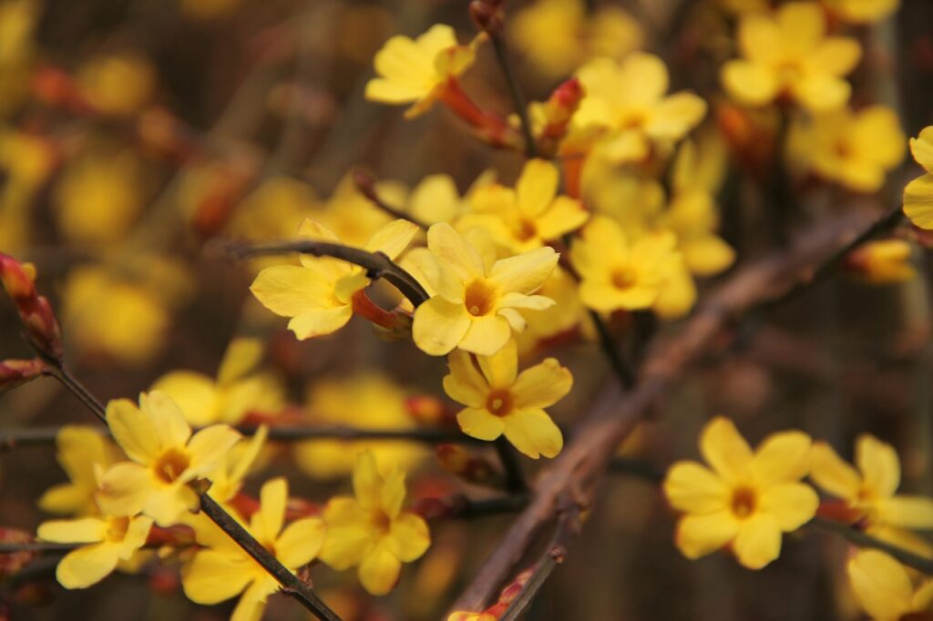 jasmin d'hiver