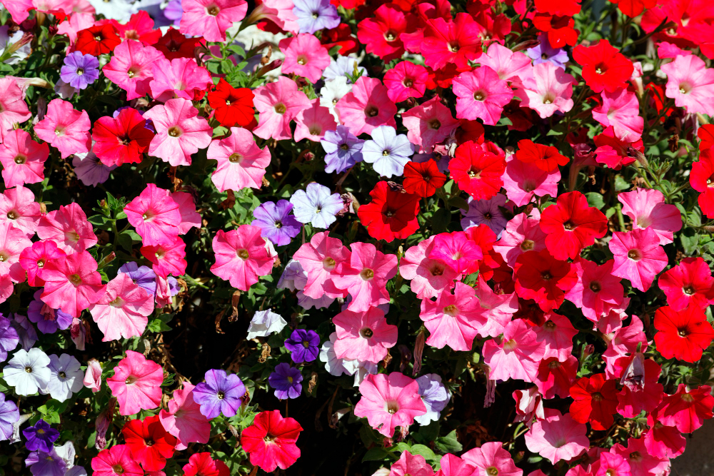 petunia